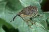Parethelcus pollinarius